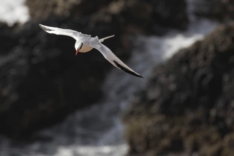 Red-billed tropicbird