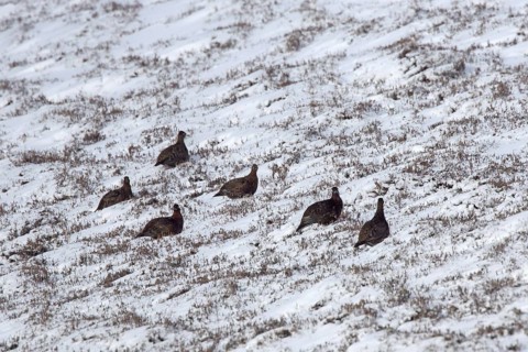 Red grouse