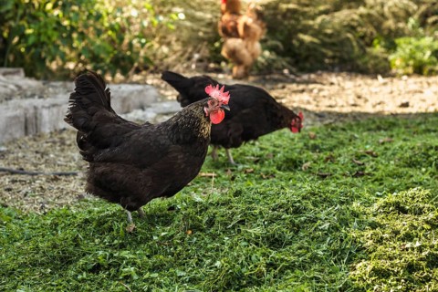 Group chickens farm eating