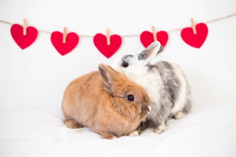 Rabbits near row ornament hearts thread