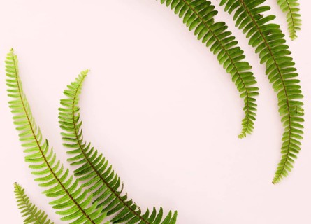 Top view ferns with copy space