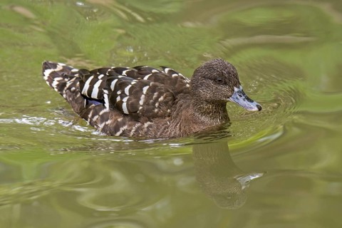 African black duck