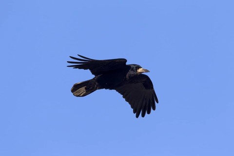Rook