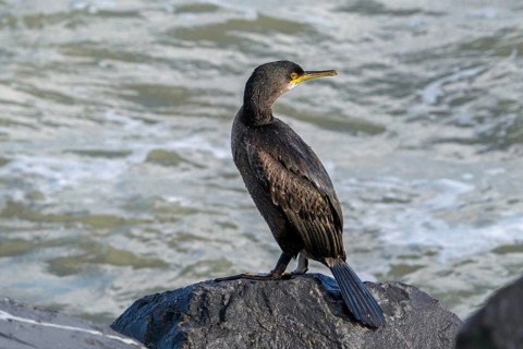 European shag