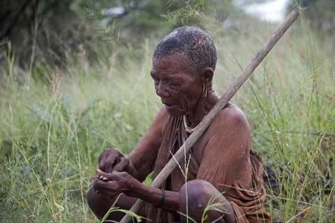 Bushman with roots for making paint pigment in the Kalahari desert near Ghanzi