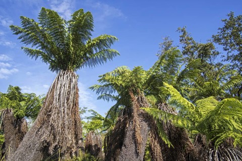 Soft tree ferns