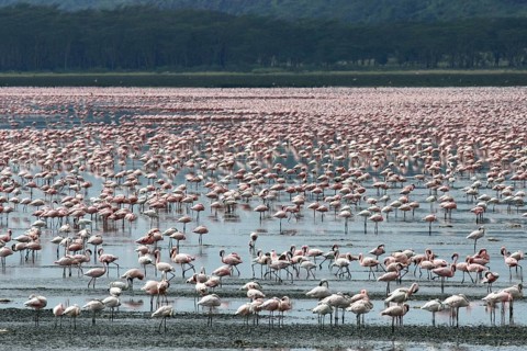 Lesser flamingos