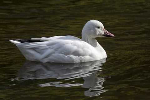 Snow goose