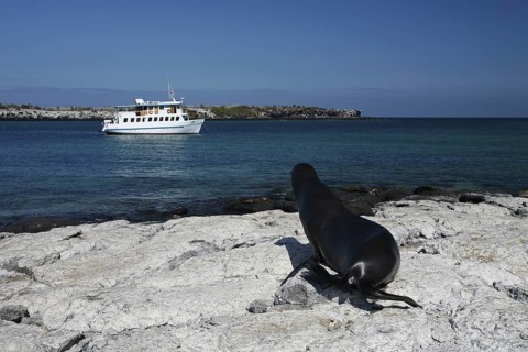 Galapagos sealion