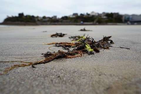 Seaweed and kelp at low tide on the beach at Dinard