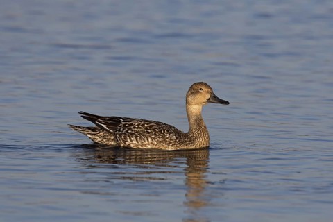 Northern pintail