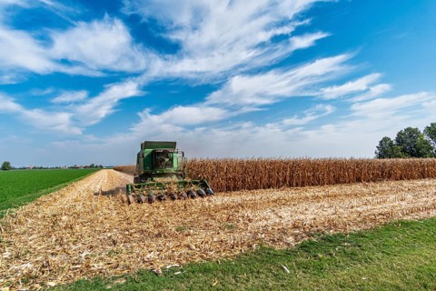 Maize harvest near Pieve di Cento