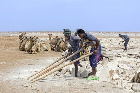 Afar salt miners breaking up salt crust into slabs at salt mine in salt flat in front of camels