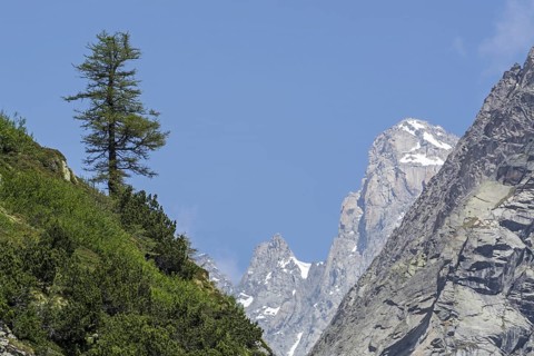 Lonely European larch
