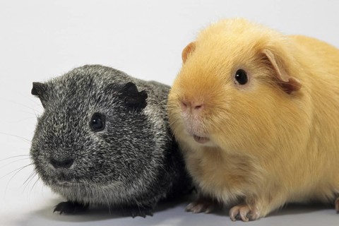 Portrait of two cavies