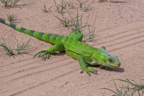 Juvenile common green iguana