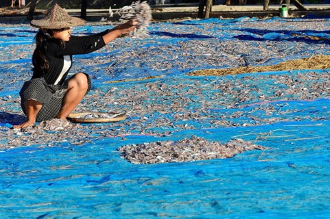Fish spread out to dry on blue nets on the beach of Ngapali fishing village