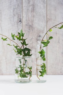 Green ivy twigs different type glass vase against wooden wall