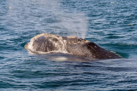 Southern right whale