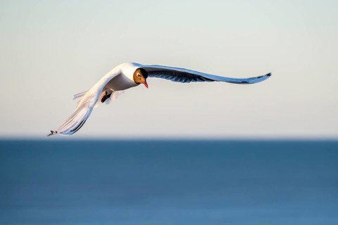 Black-headed gull