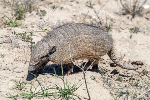 Dwarf armadillo