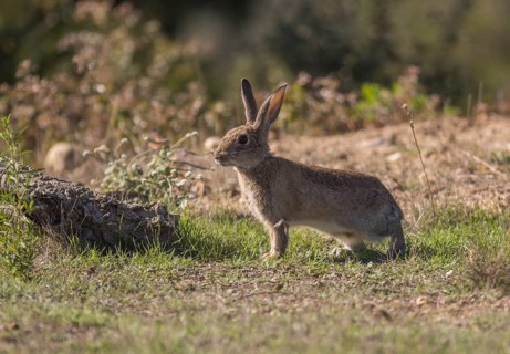 European hare