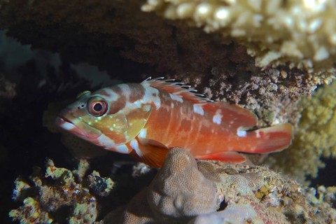 Blacktip grouper