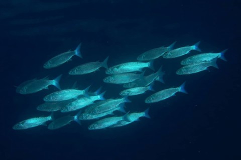 Shoal