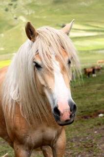 Haflinger horses and others