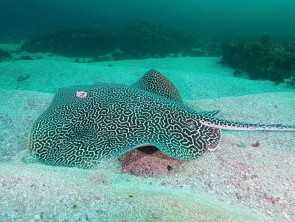 Indo-Pacific stingray