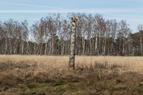 Broken tree stump in front of a birch forest in the Duvenstedter Brook nature reserve
