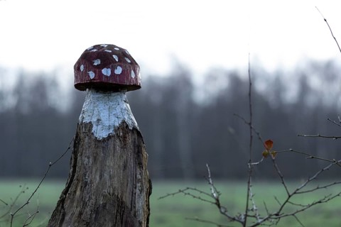 Fly agaric