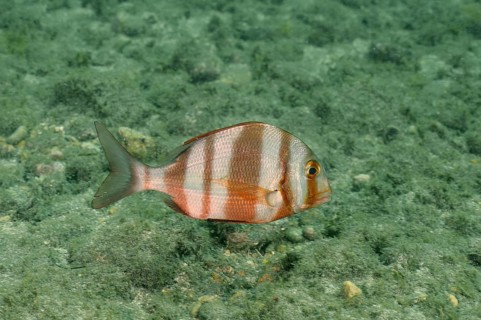 Redbanded seabream