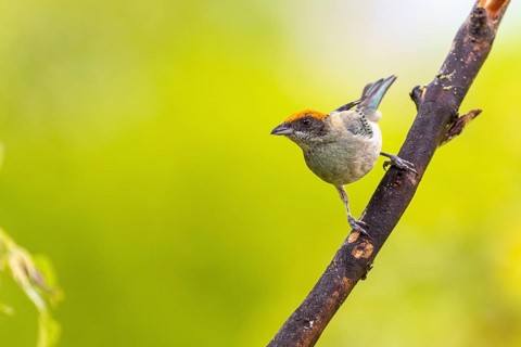Red-crowned tanager
