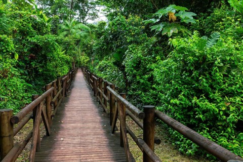 Wooden walkway through mangrove forest