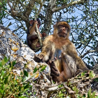 Barbary macaque