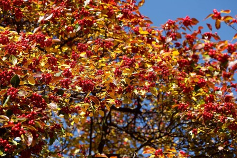 European rowan