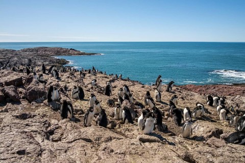 Southern rockhopper penguin