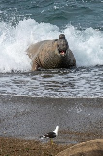 Southern elephant seal