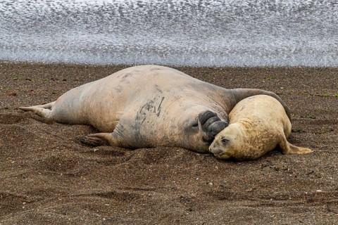 Southern elephant seals