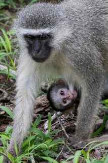 Southern vervet monkey