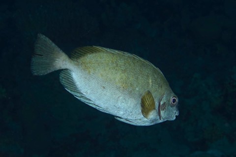 Dark rabbitfish