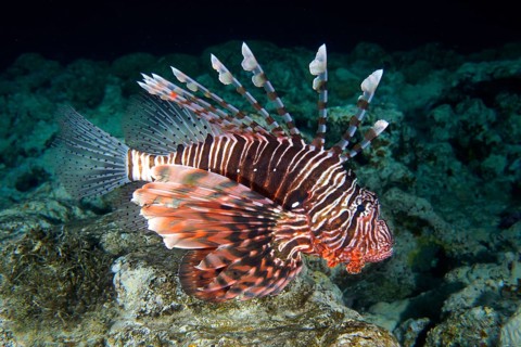 Pacific red lionfish