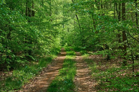 Hiking trail