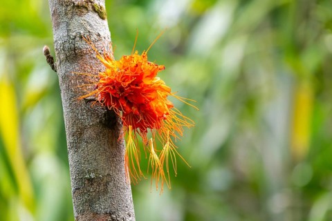 Brownea macrophylla