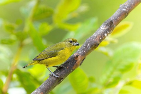 Thick-billed oranist