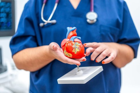 Close-up photo of a cardiologist holding a plastic heart shape model that helps to give information