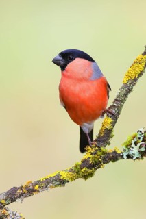 Eurasian bullfinch