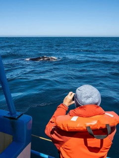 Tourist is looking for a whale