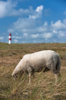 Sheep